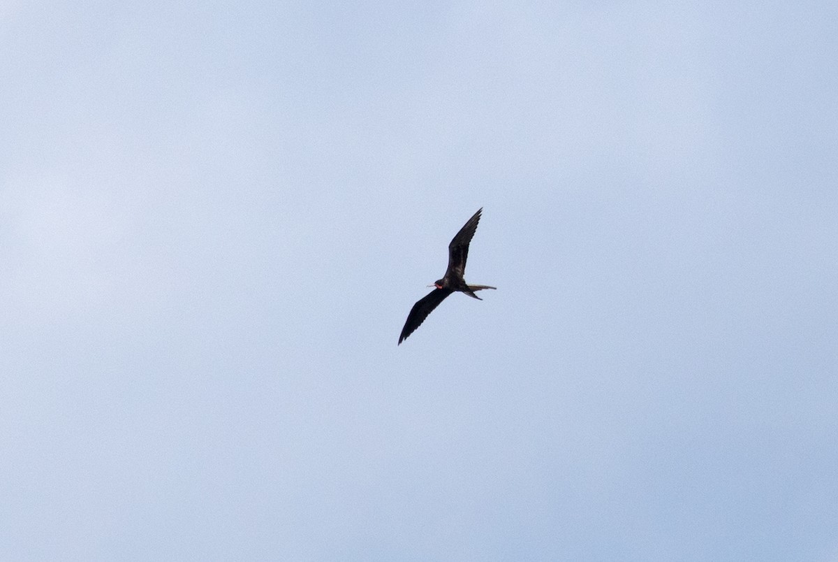 Magnificent Frigatebird - ML89976591