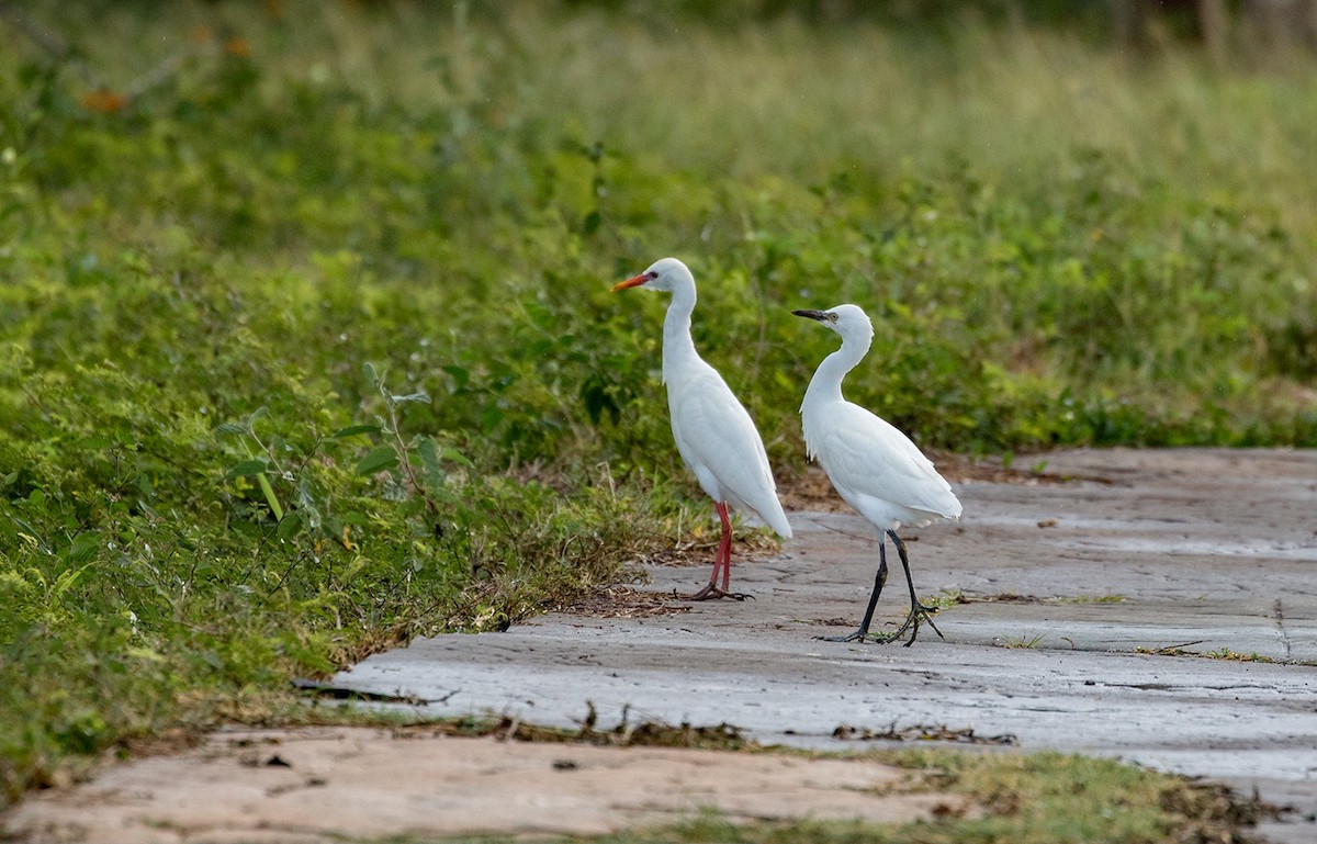 Western Cattle Egret - ML89976601