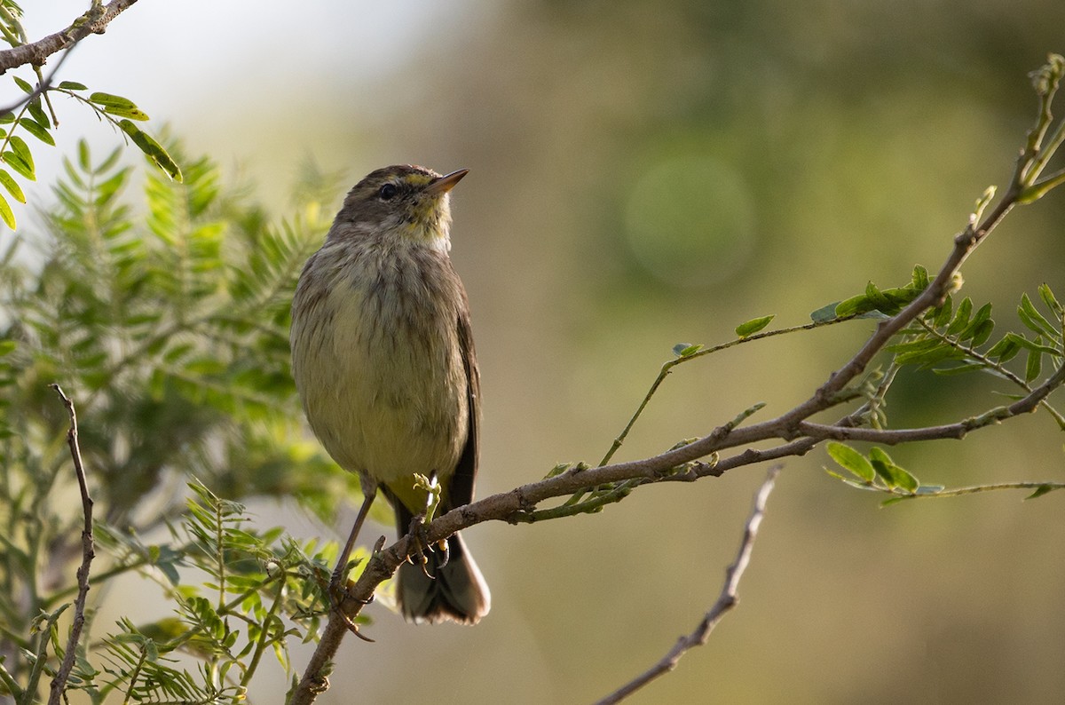 Palm Warbler - ML89976611