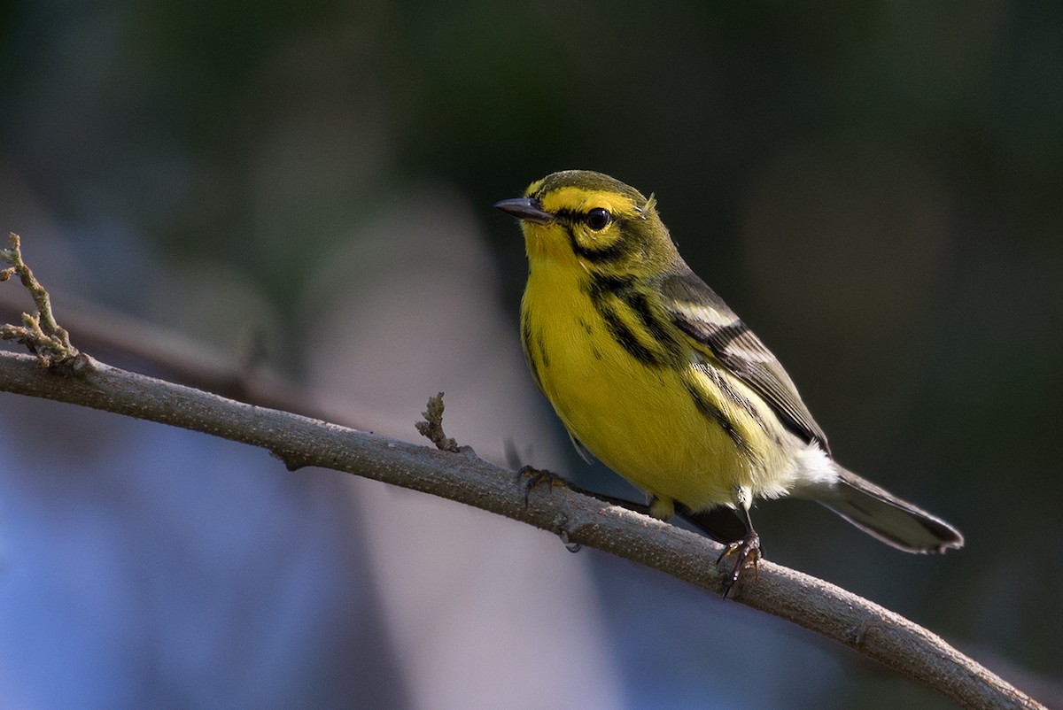 Prairie Warbler - ML89976631