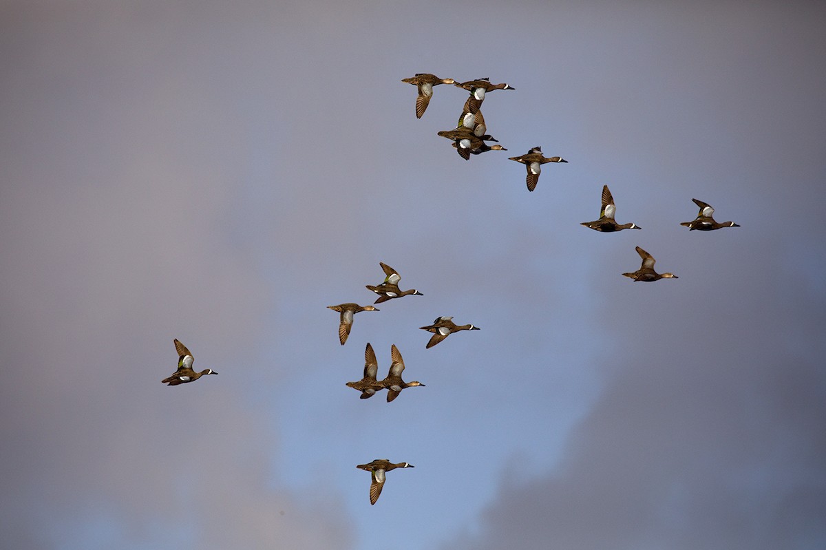 Blue-winged Teal - Suzanne Labbé