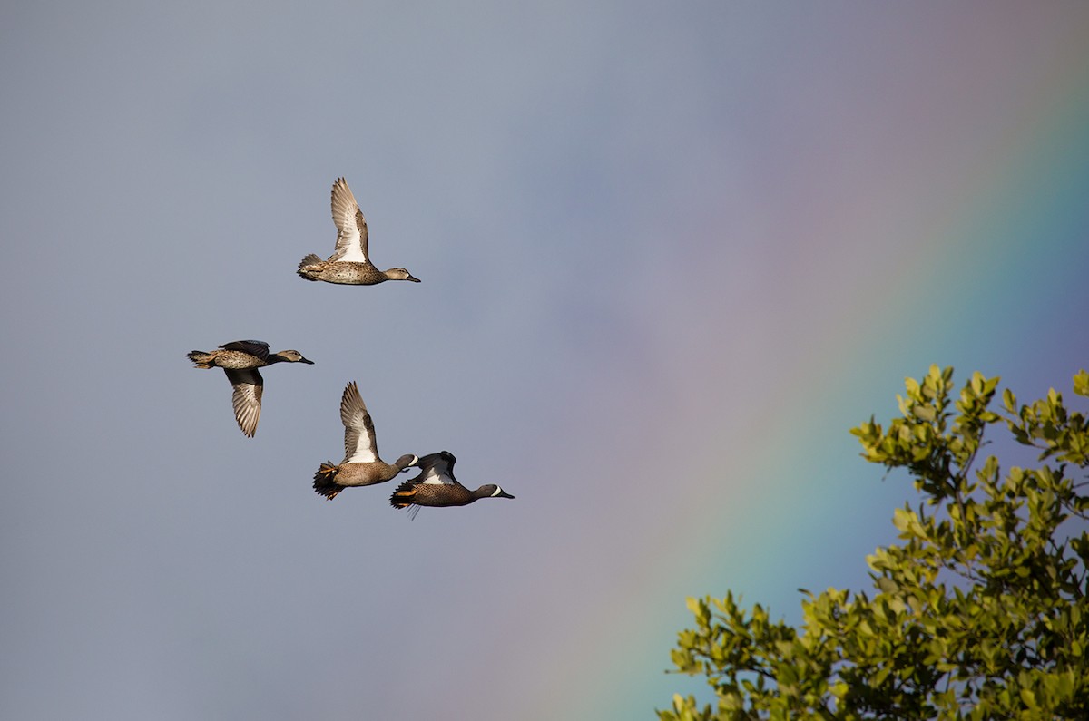 Blue-winged Teal - ML89976701