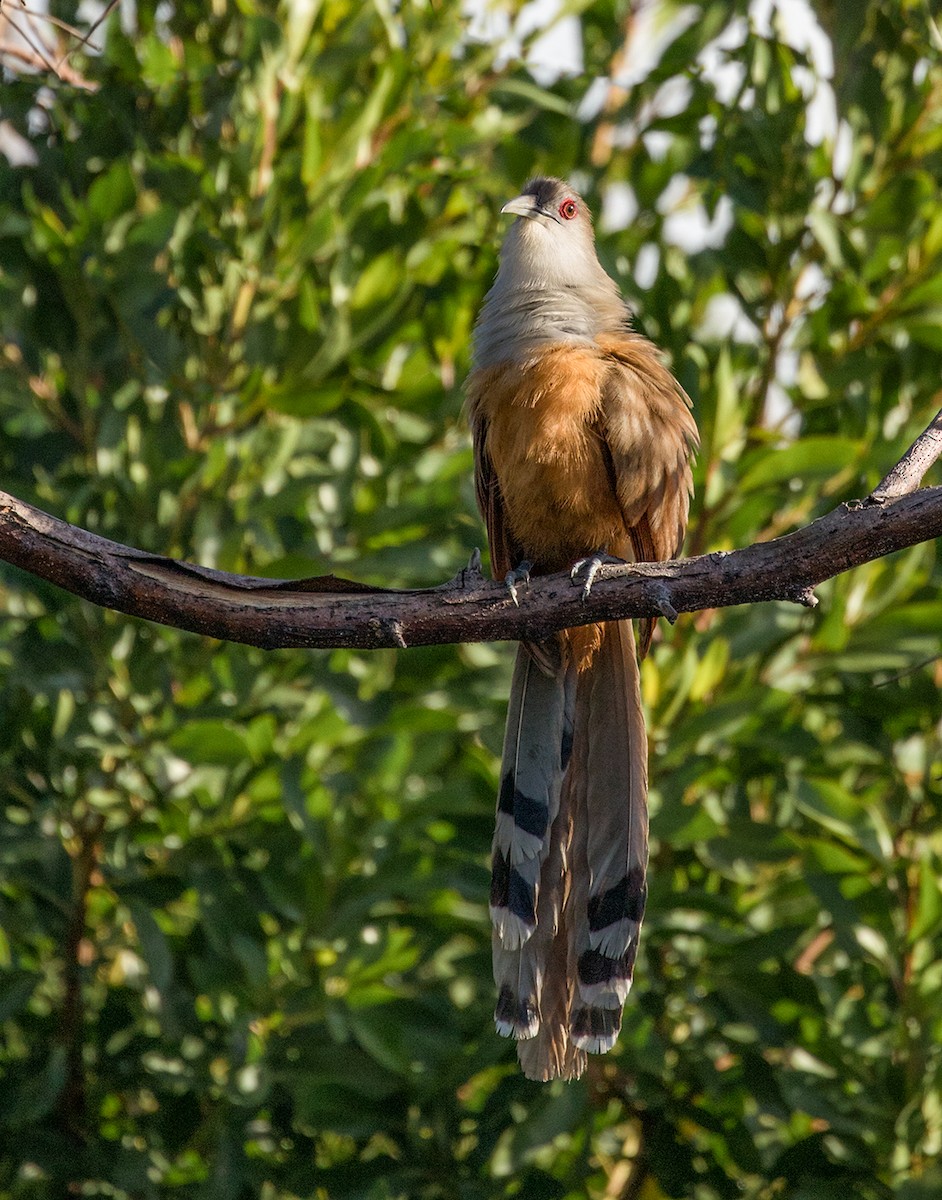 Great Lizard-Cuckoo - Suzanne Labbé