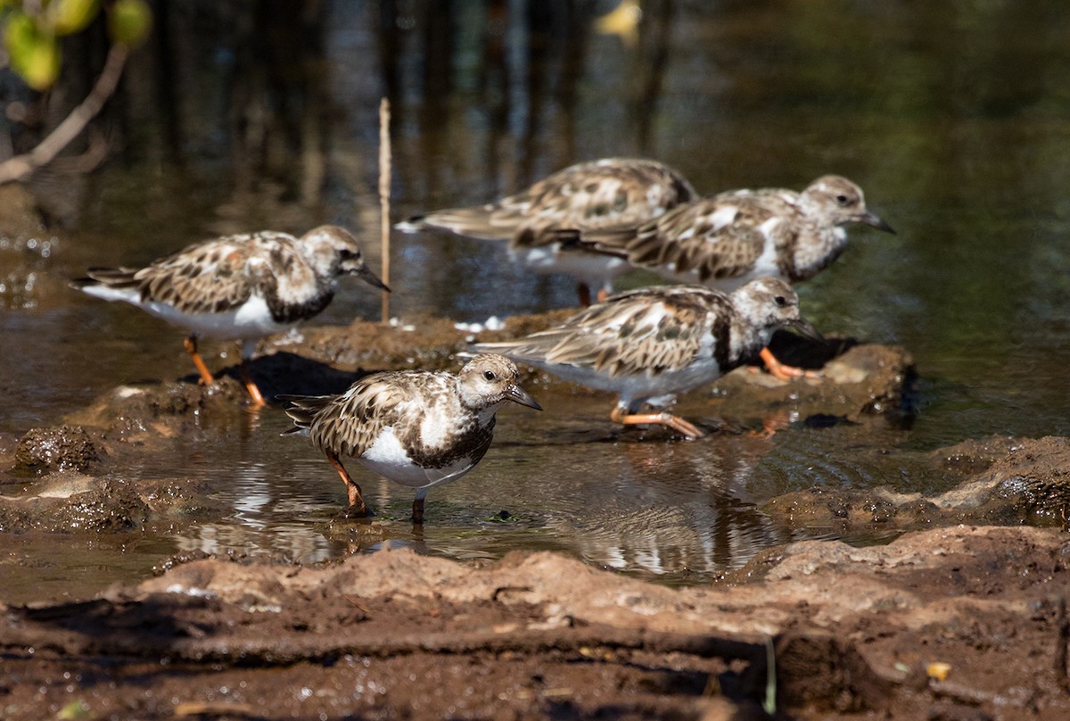 Ruddy Turnstone - Suzanne Labbé