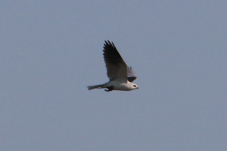 White-tailed Kite - ML89976901