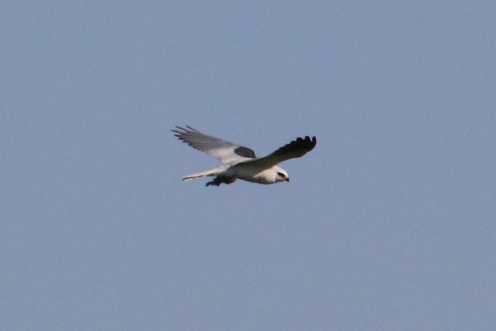 White-tailed Kite - ML89976911