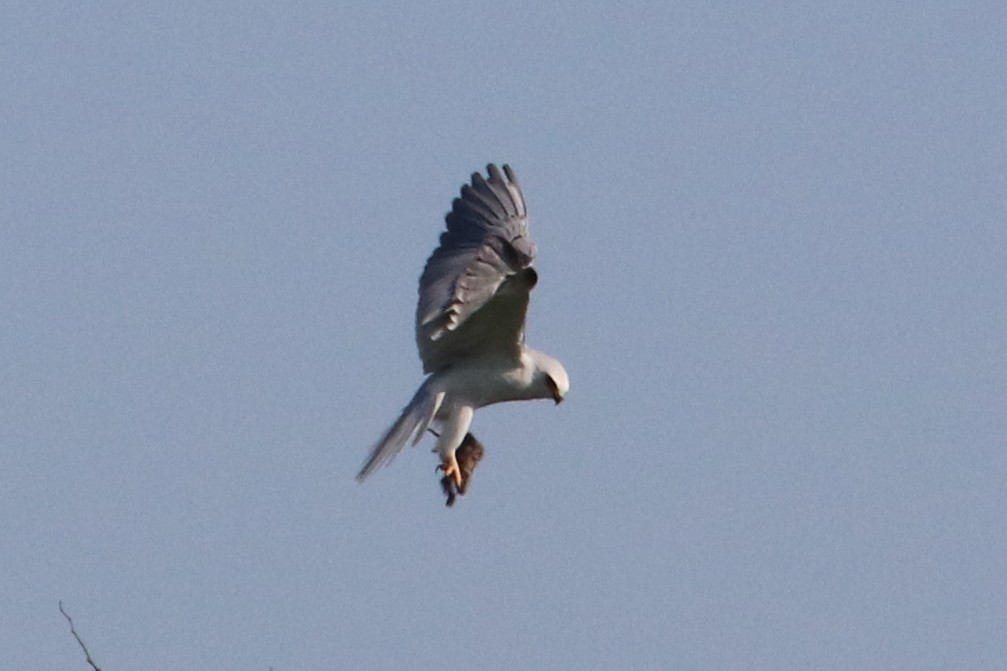 White-tailed Kite - ML89976981