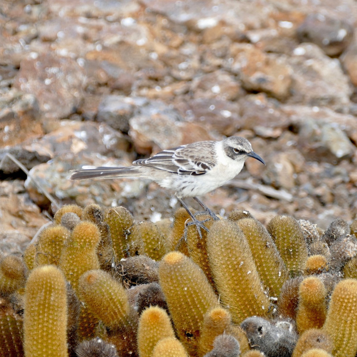 Galapagos Mockingbird - ML89978331