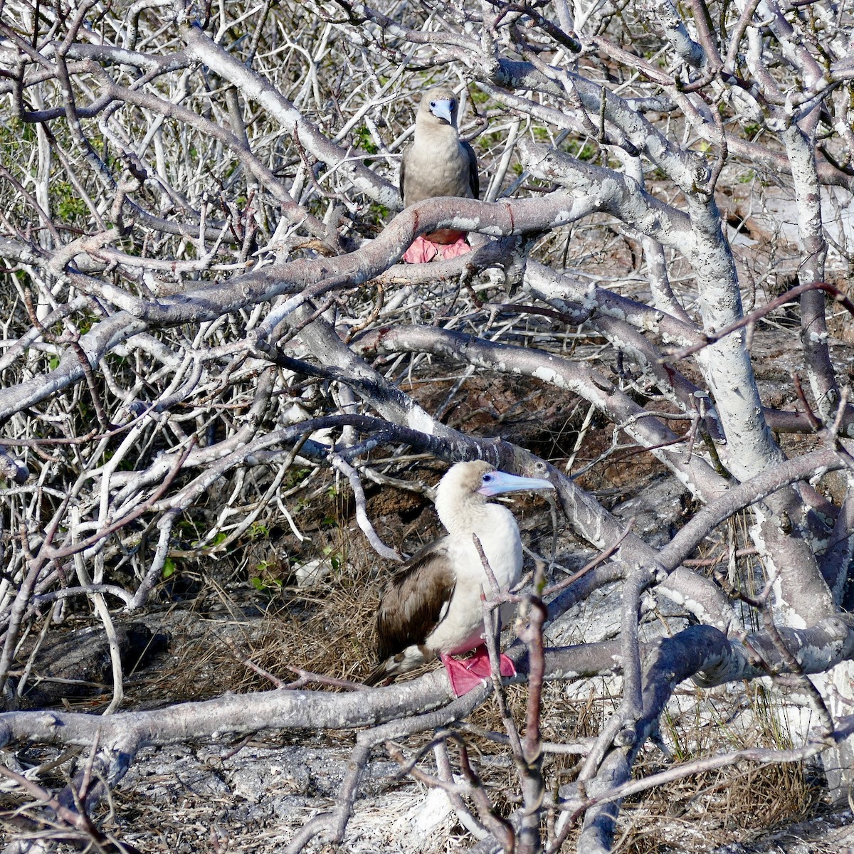 Fou à pieds rouges - ML89978461