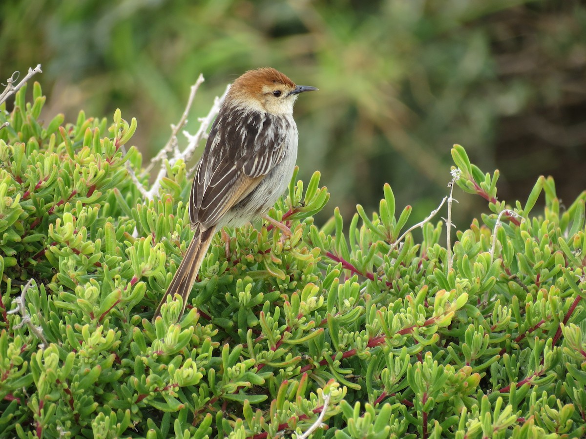 Levaillant's Cisticola - ML89978861