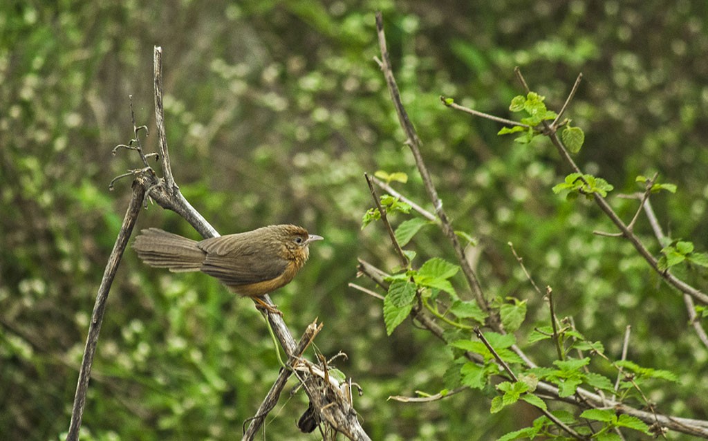 Tawny-bellied Babbler - ML89979281