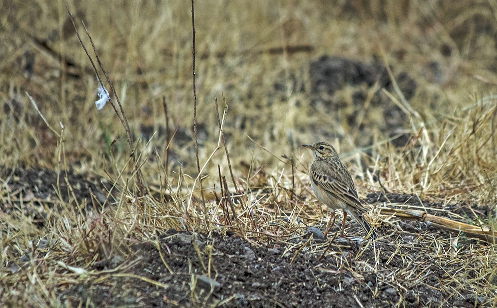 Paddyfield Pipit - ML89979321