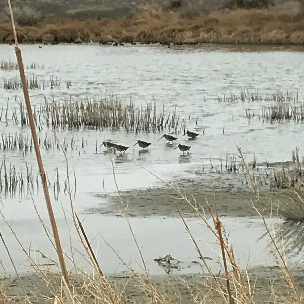 langnebbekkasinsnipe - ML89980441