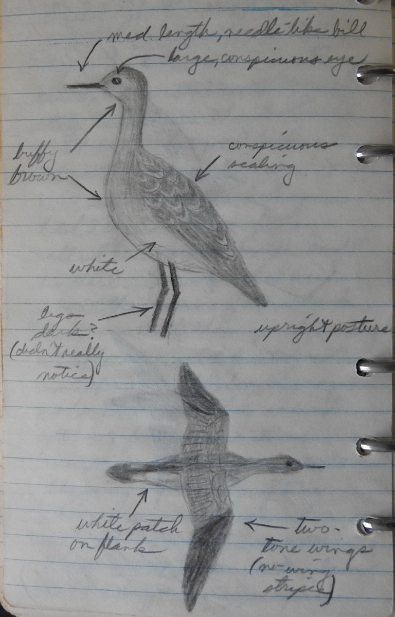 Upland Sandpiper - ML89981751