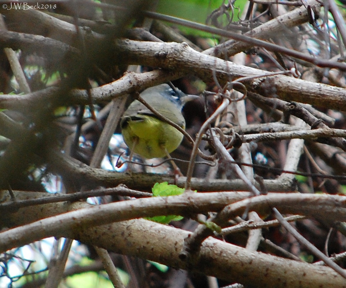 Dickichtwaldsänger - ML89982041