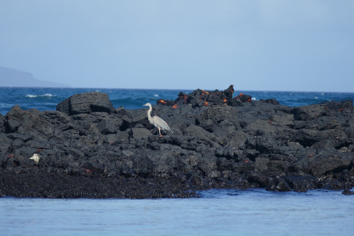 Great Blue Heron - ML89983931