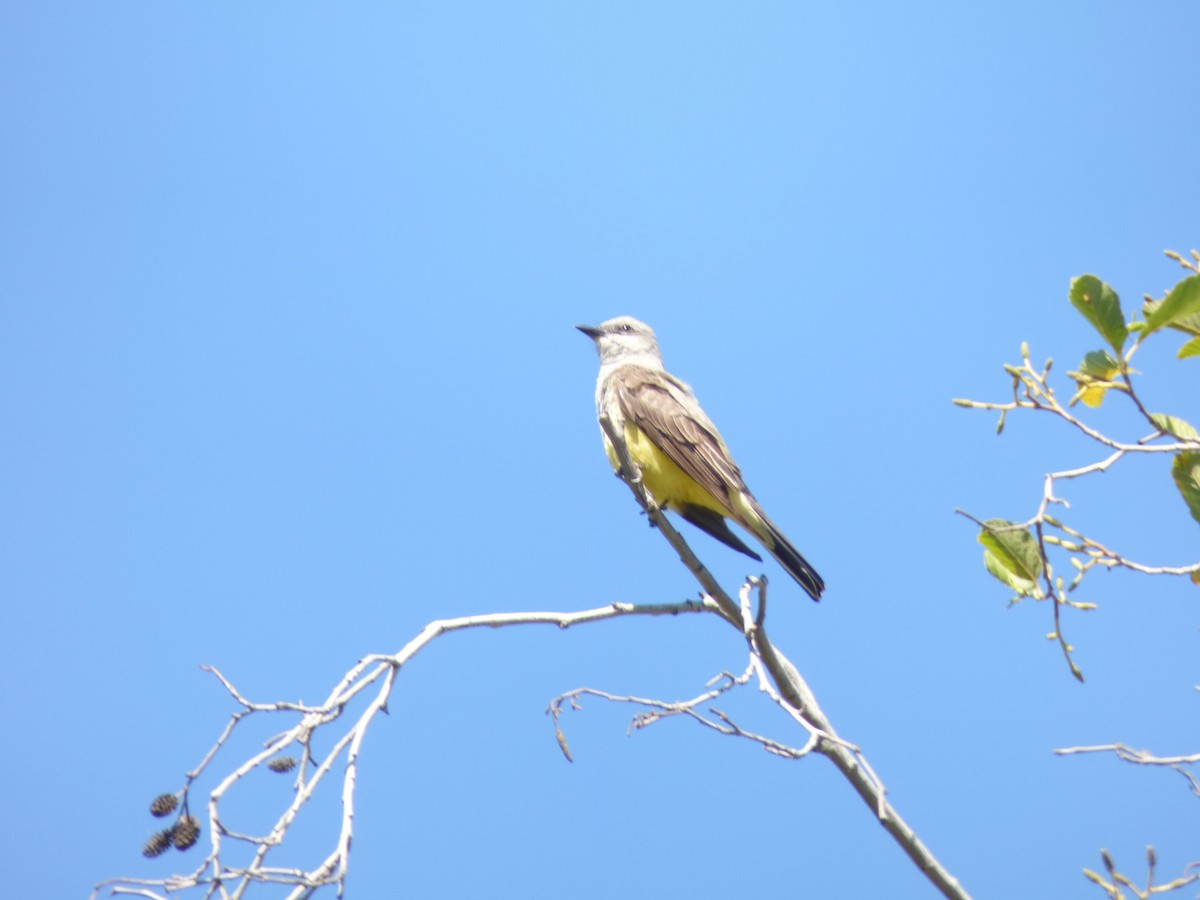 Western Kingbird - Sam Cerny