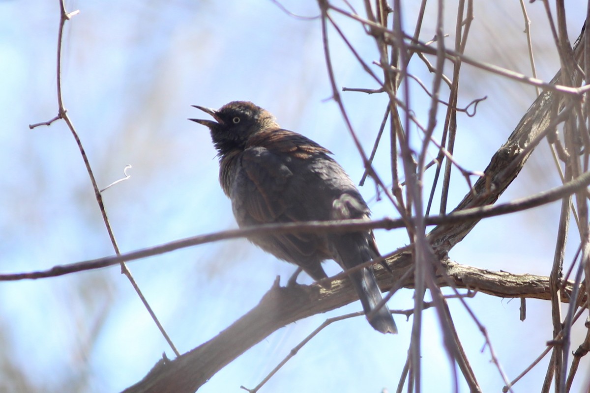 Rusty Blackbird - ML89986441