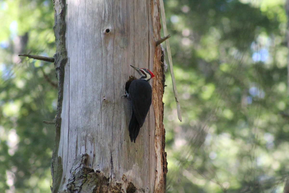 Pileated Woodpecker - David Korver