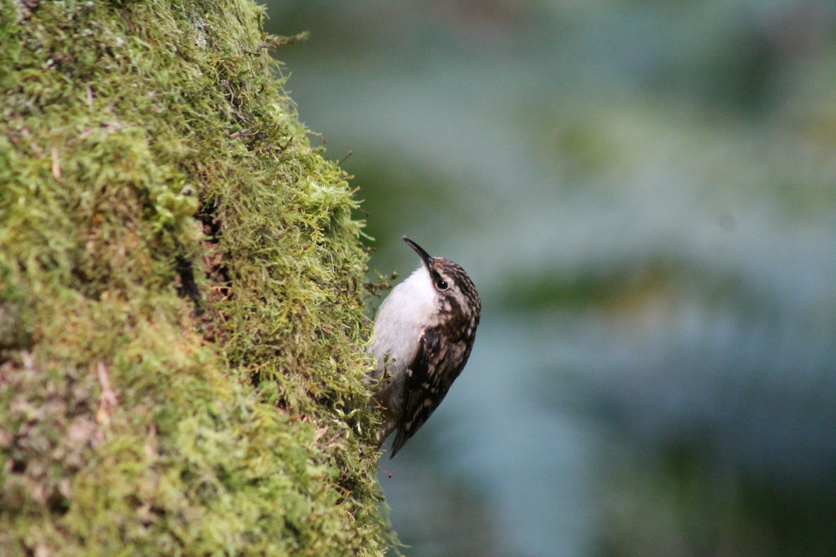 Brown Creeper - David Korver