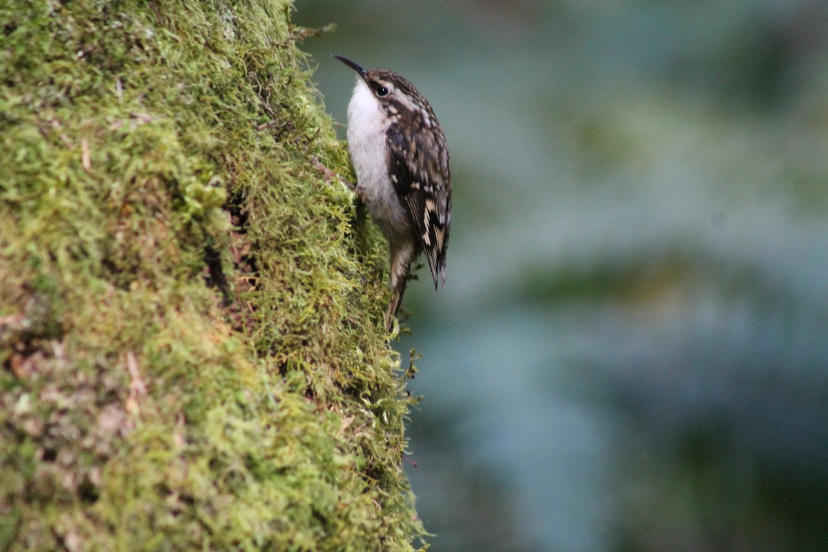 Brown Creeper - ML89987101