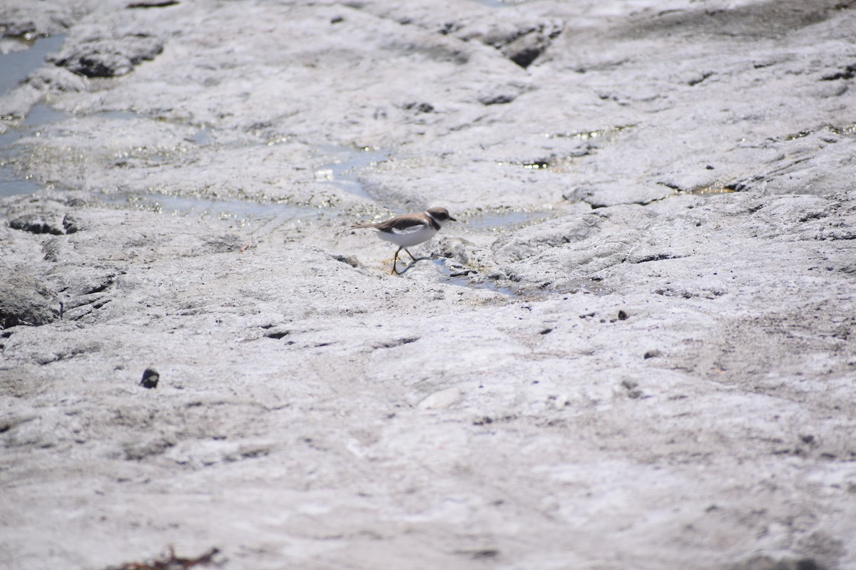 Semipalmated Plover - ML89987121