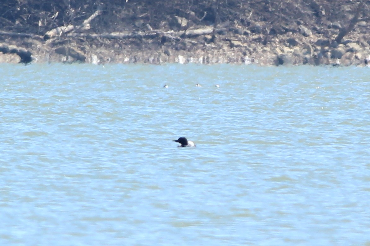 Common Loon - Anonymous