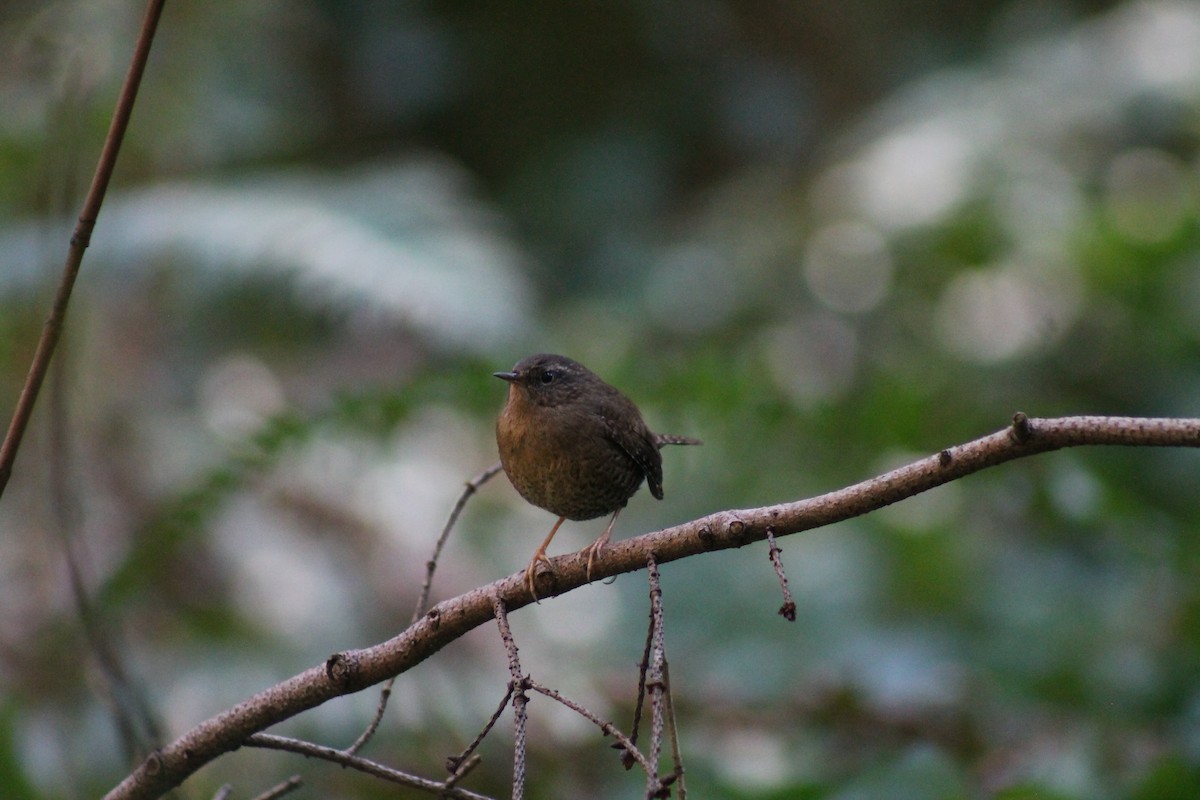 Pacific Wren - David Korver