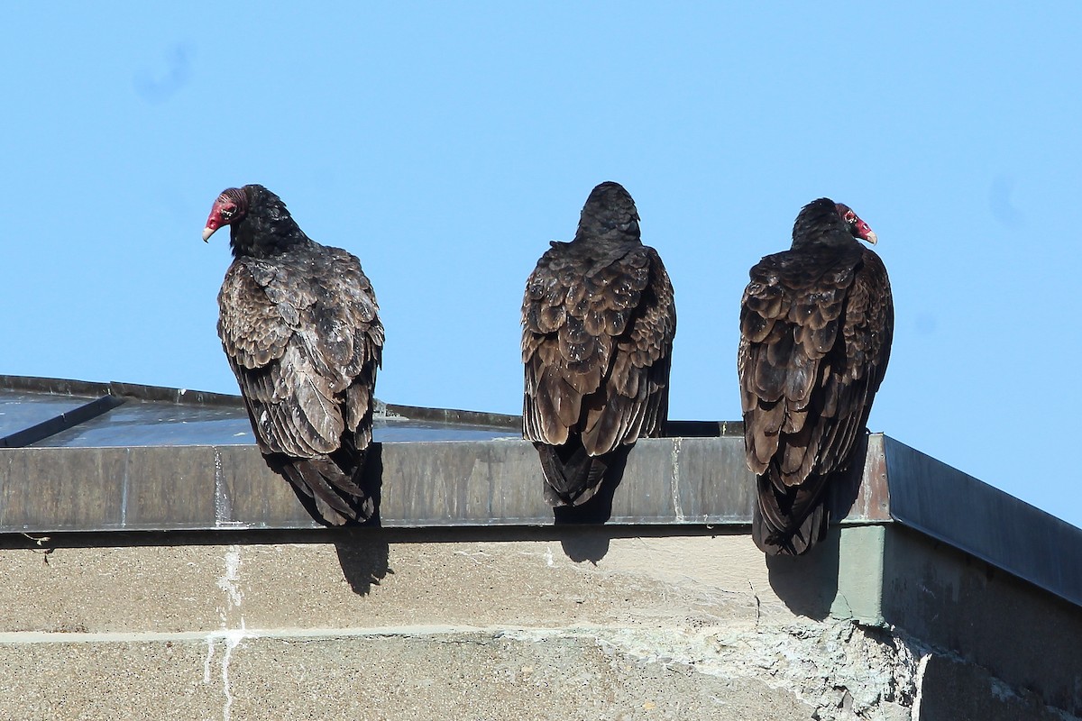 Turkey Vulture - ML89988021