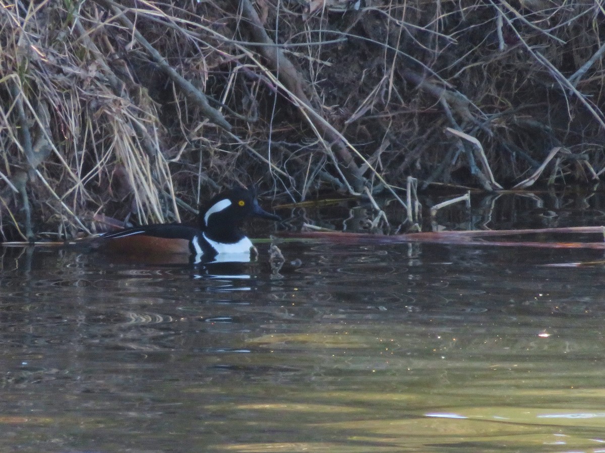 Hooded Merganser - ML89990901