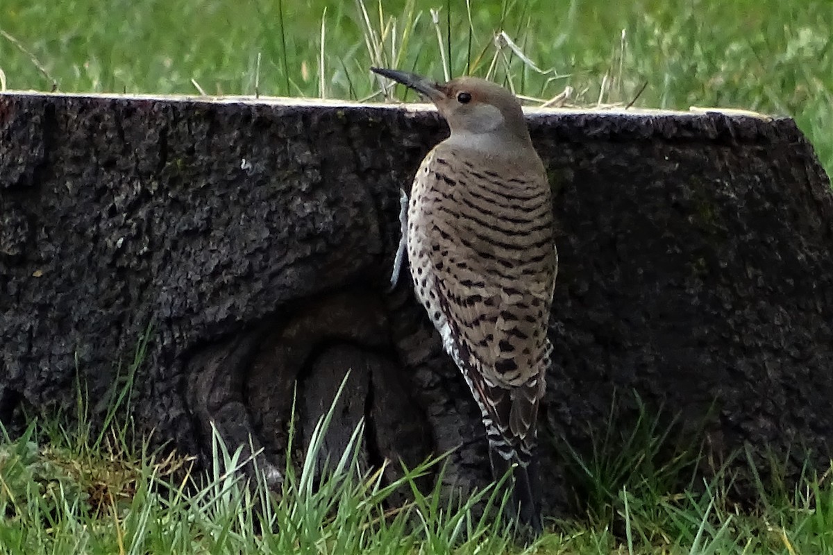 Northern Flicker (Red-shafted) - Diane Rose