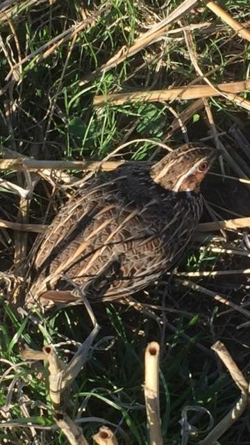 Stubble Quail - ML89992511