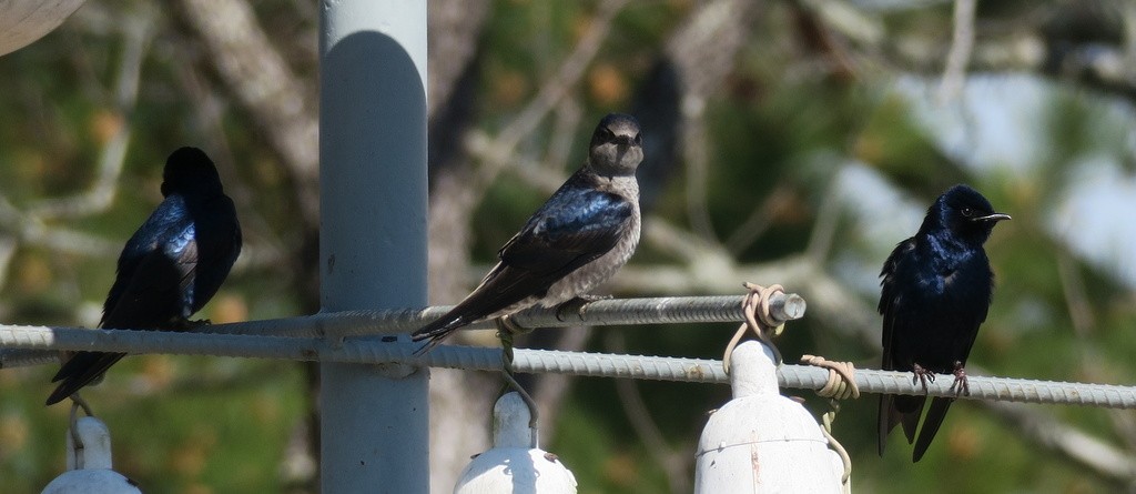 Purple Martin - ML89993611