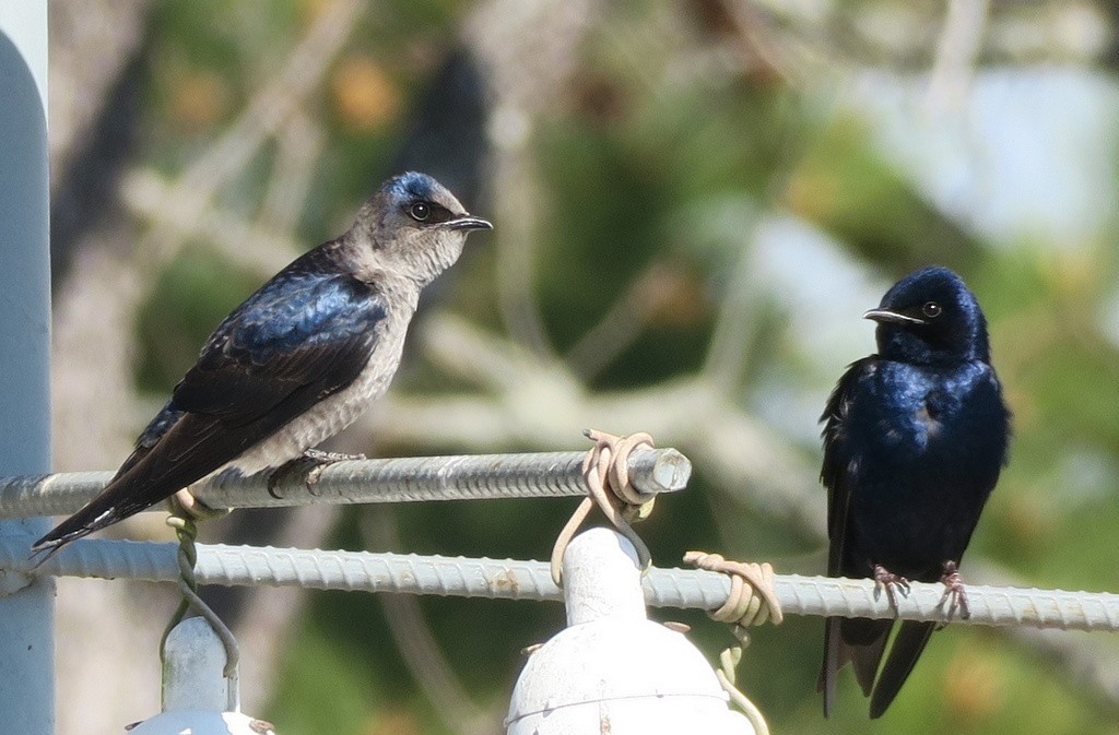 Purple Martin - ML89993631