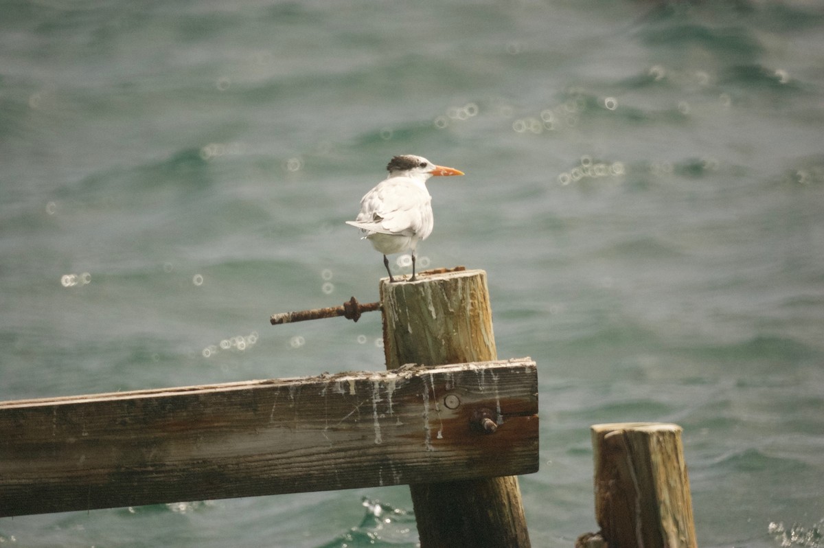 Royal Tern - Joshua Rose