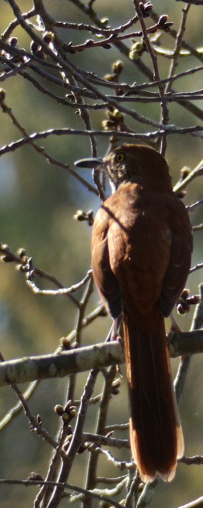 Brown Thrasher - ML89993841