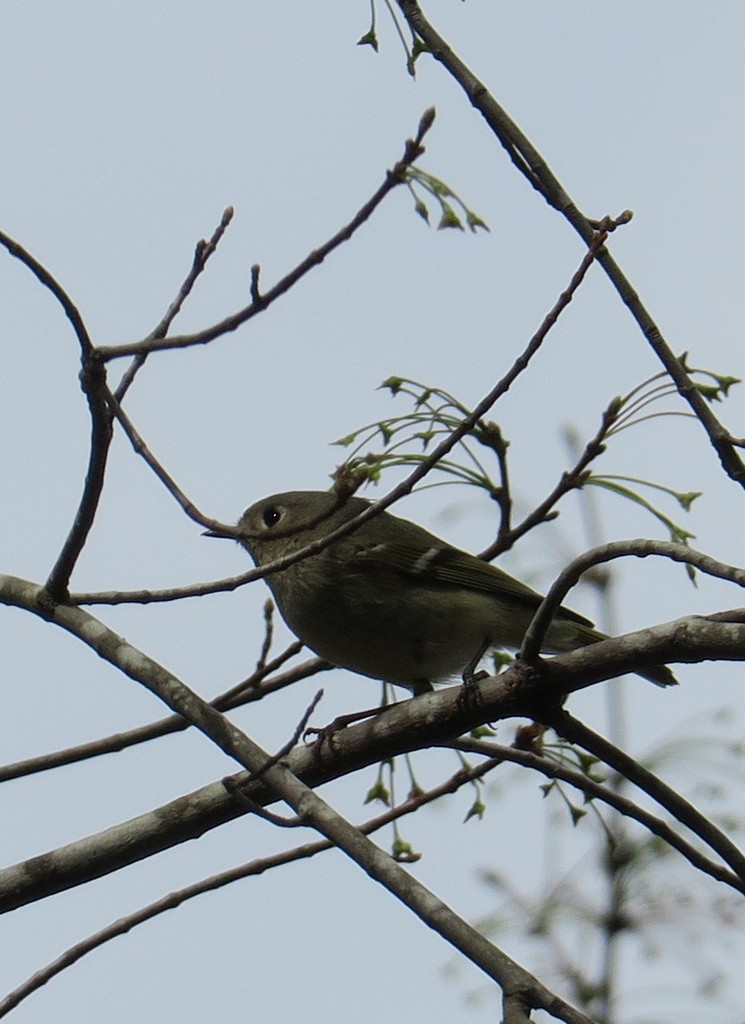 Ruby-crowned Kinglet - ML89995151