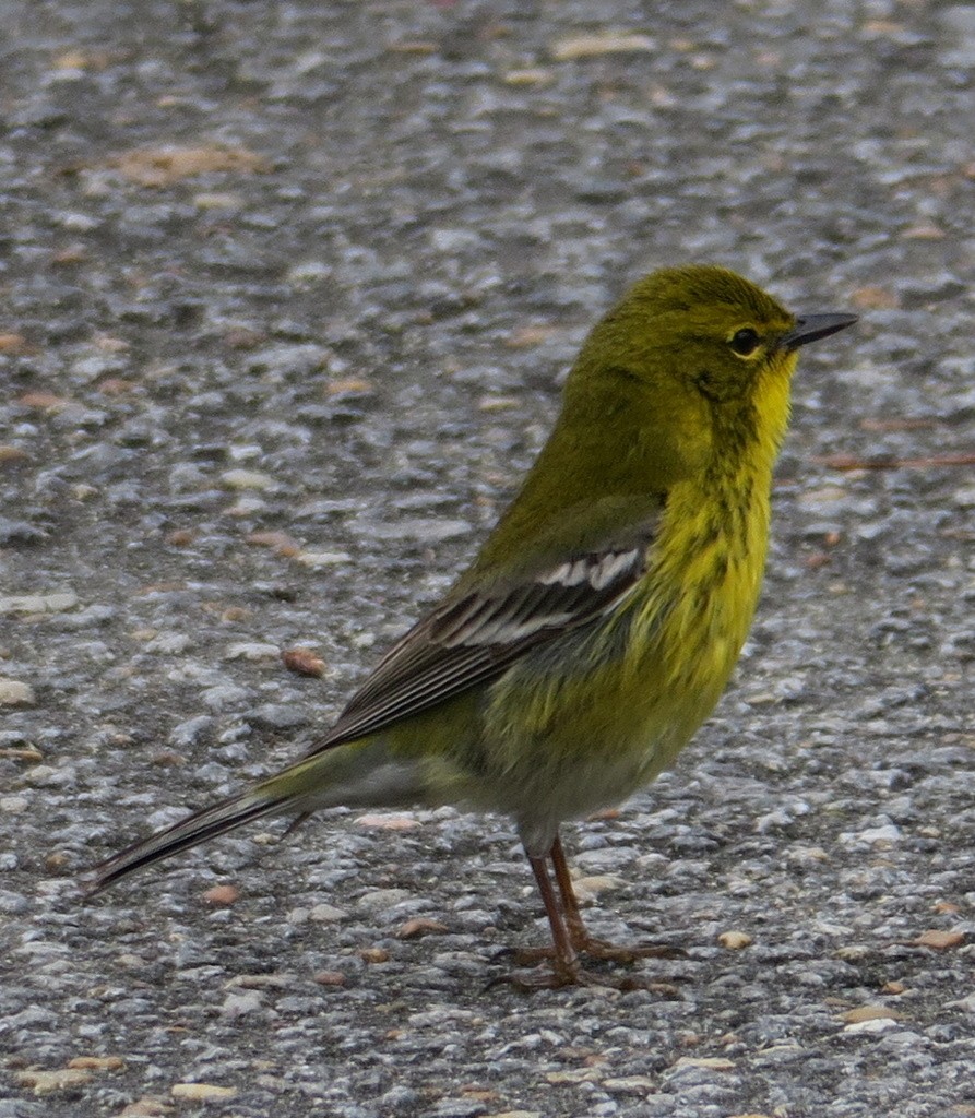 Pine Warbler - Mary DeWire