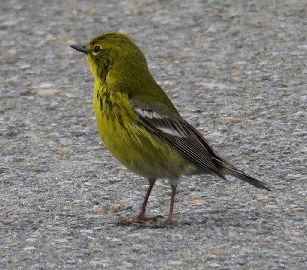 Pine Warbler - ML89995241