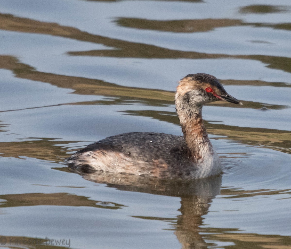 Horned Grebe - ML89995591