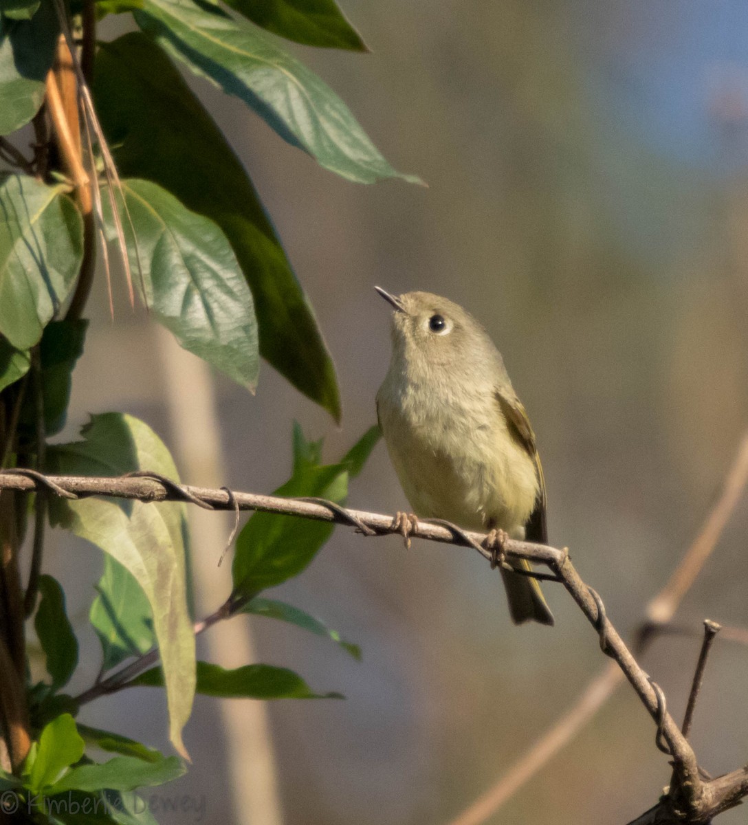 Ruby-crowned Kinglet - Kimberlie Dewey