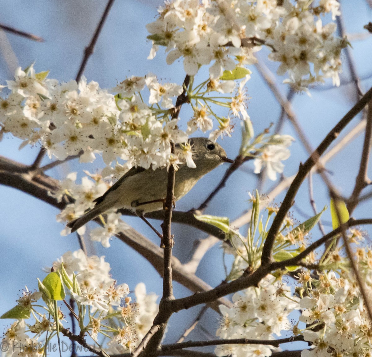 Ruby-crowned Kinglet - Kimberlie Dewey