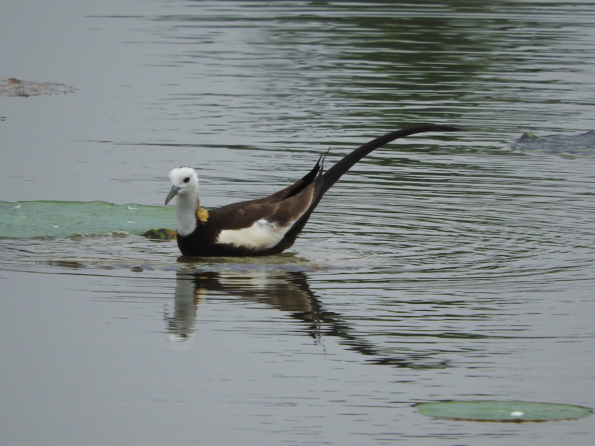 Pheasant-tailed Jacana - Michelle Bélanger