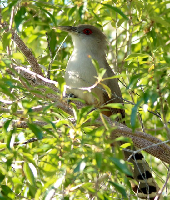 Great Lizard-Cuckoo - Stuart White