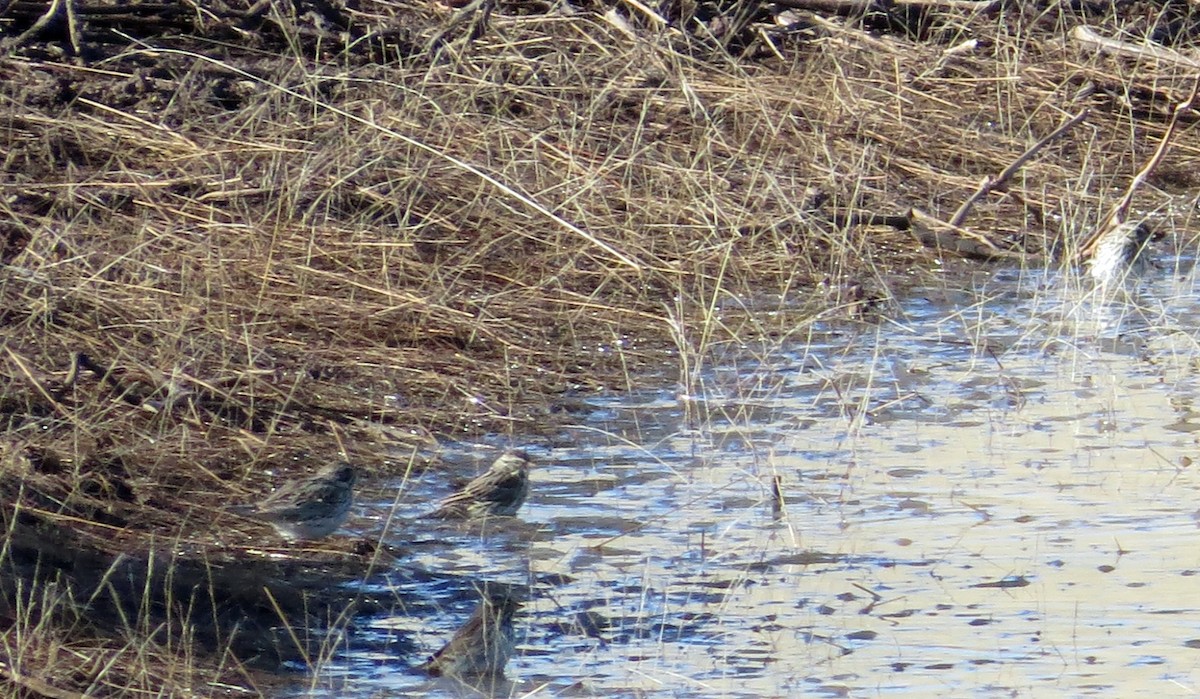 Savannah Sparrow - ML89998671