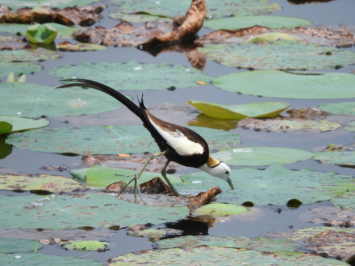 Pheasant-tailed Jacana - ML89999151