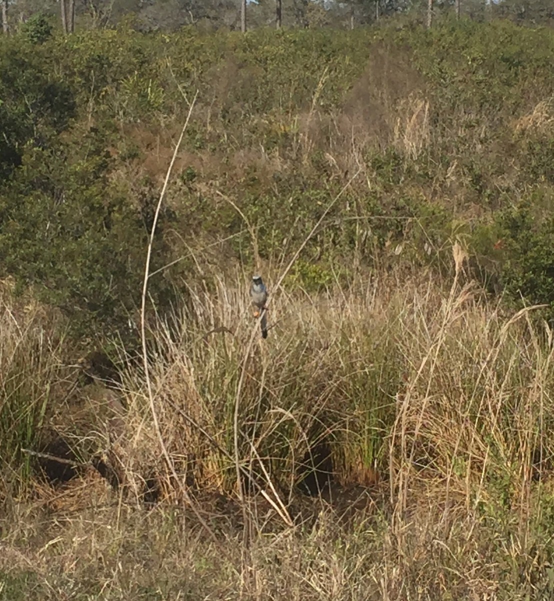 Florida Scrub-Jay - ML89999481