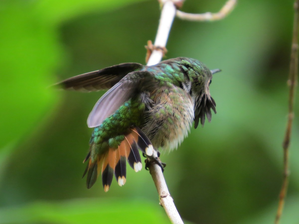 Wine-throated Hummingbird - John van Dort