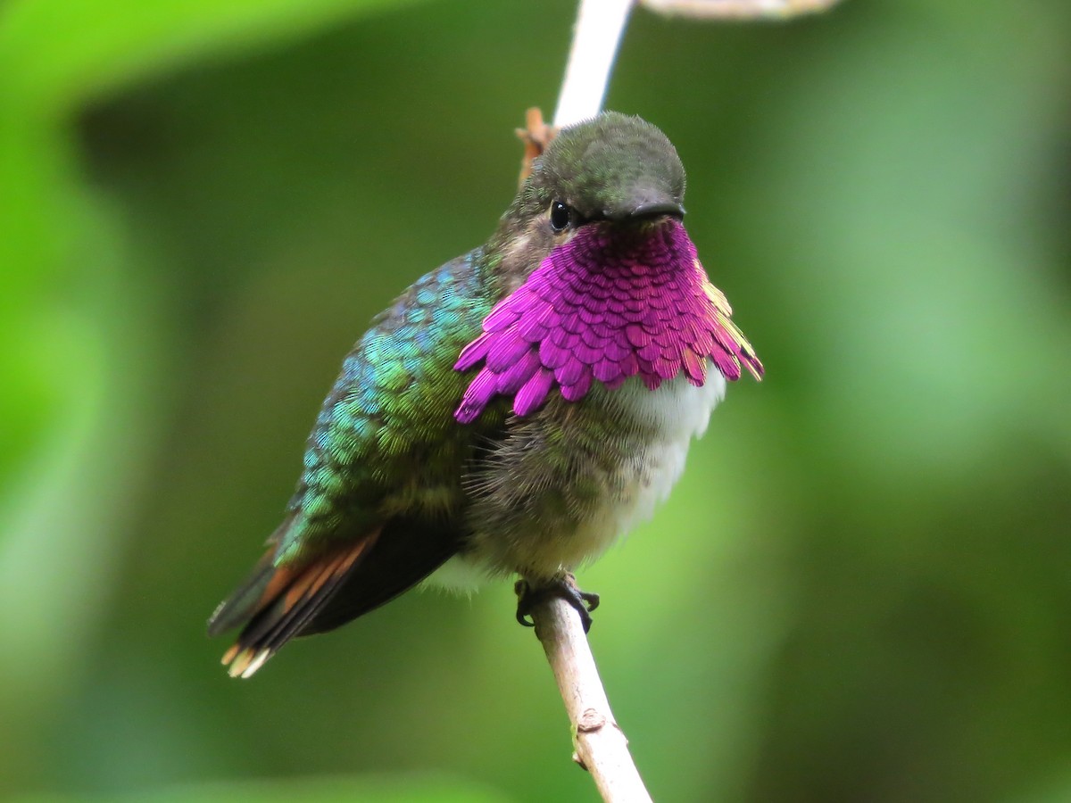 Wine-throated Hummingbird - ML90002261