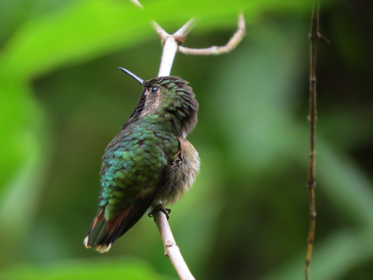 Wine-throated Hummingbird - ML90002721